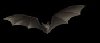 Look out! A Bat