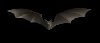 Eeeek!  Another Bat!