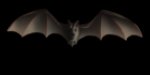 Large Bat