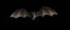 Beware of the bats!